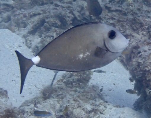 Horseface Unicornfish (Naso fageni) |commons:File:Naso fageni.jpg