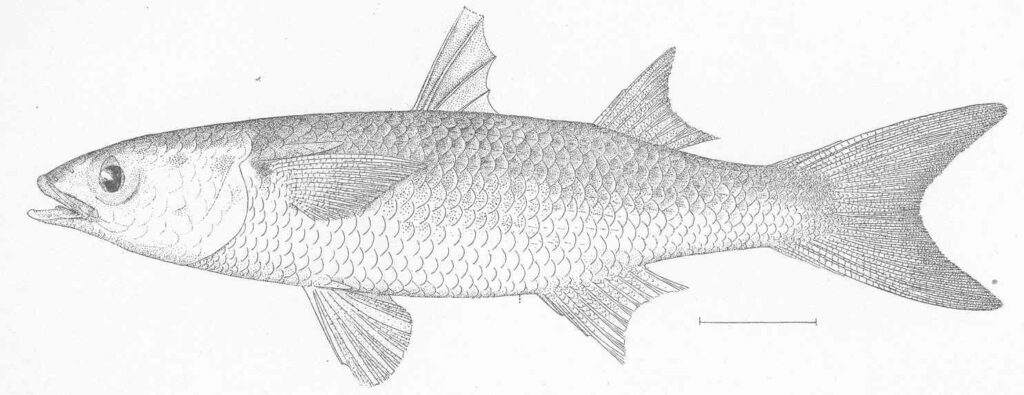 Hospe Mullet (Mugil hospes) |commons:File:FMIB 47941 Mugil hospes.jpeg