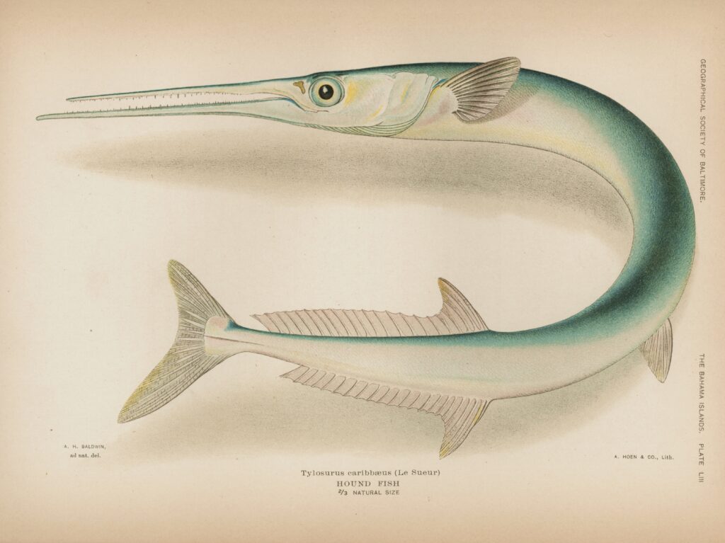 Houndfish (Tylosurus crocodilus) |commons:File:Tylosurus crocodilus.jpg