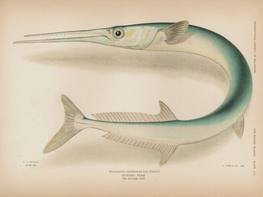 Houndfish (Tylosurus crocodilus) |commons:File:Tylosurus crocodilus.jpg
