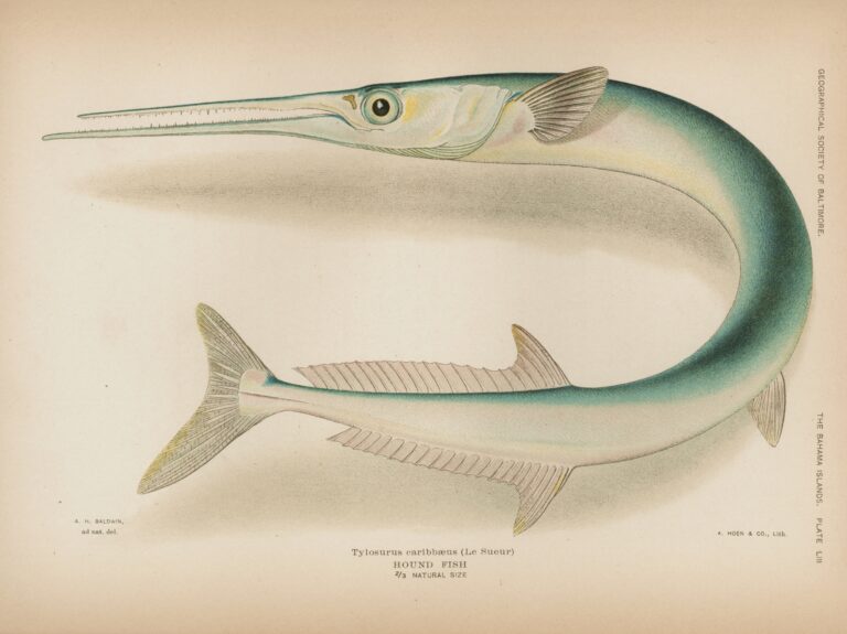 Houndfish (Tylosurus crocodilus) |commons:File:Tylosurus crocodilus.jpg