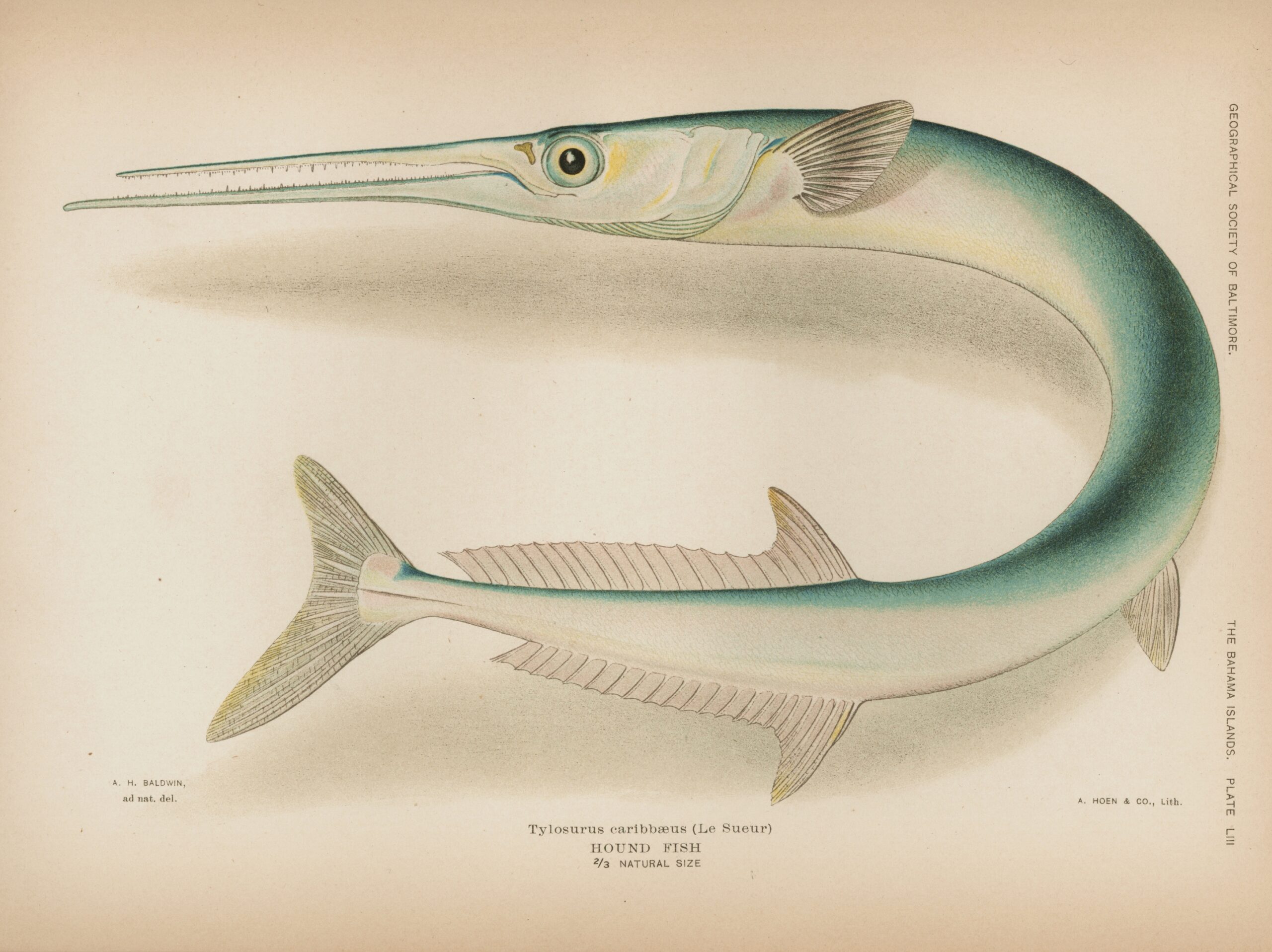 Houndfish (Tylosurus crocodilus) |commons:File:Tylosurus crocodilus.jpg