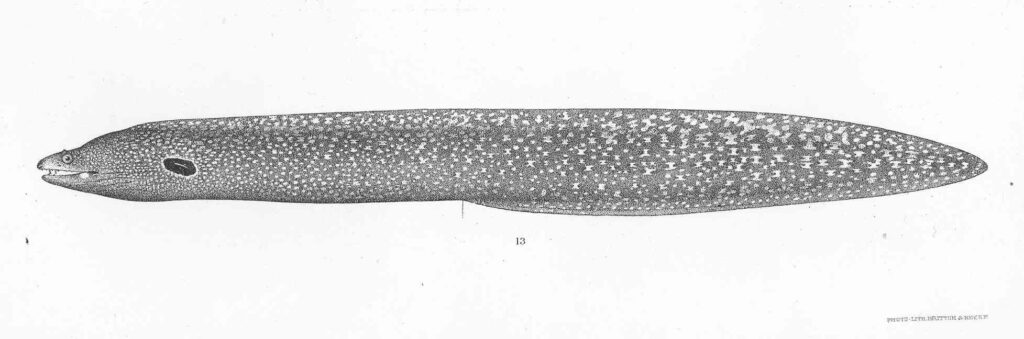 Hourglass Moray (Muraena clepsydra) |commons:File:FMIB 50681 Muraena clepsydra Gilbert Type specimen; Panama.jpeg