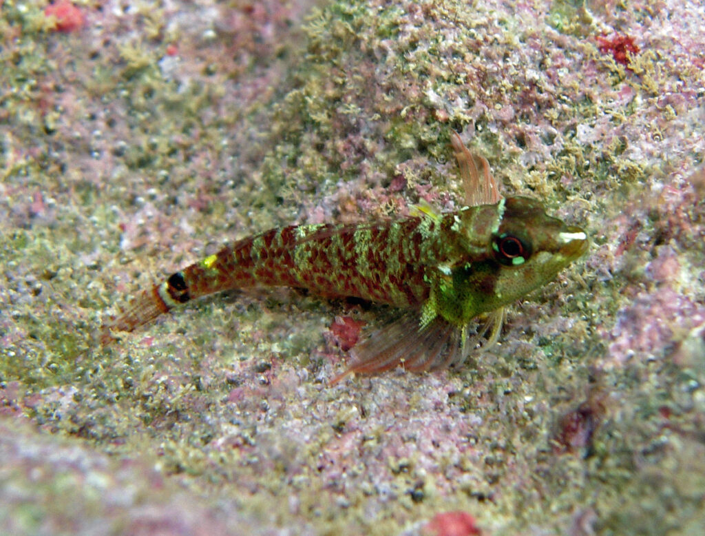 Hourglass Triplefin (Enneapterygius elegans) |commons:File:Enneapterygius elegans.jpg