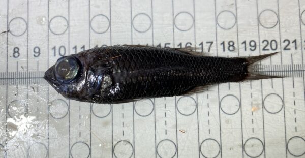 Howella atlantica (Howella atlantica) |commons:File:Howella atlantica.jpg