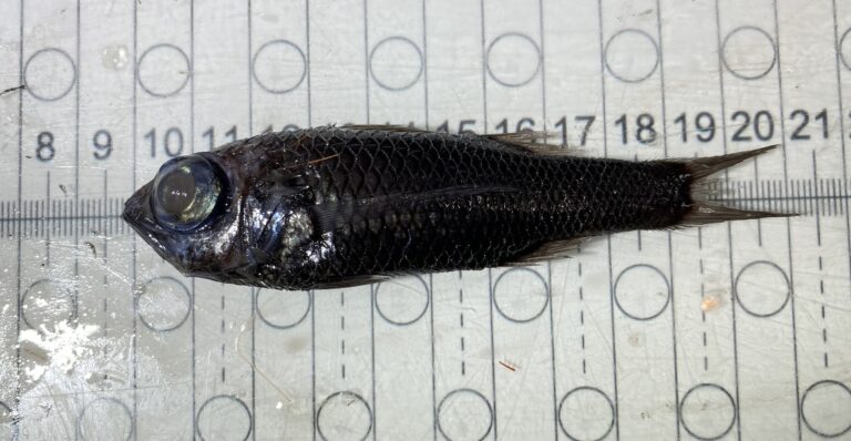 Howella atlantica (Howella atlantica) |commons:File:Howella atlantica.jpg