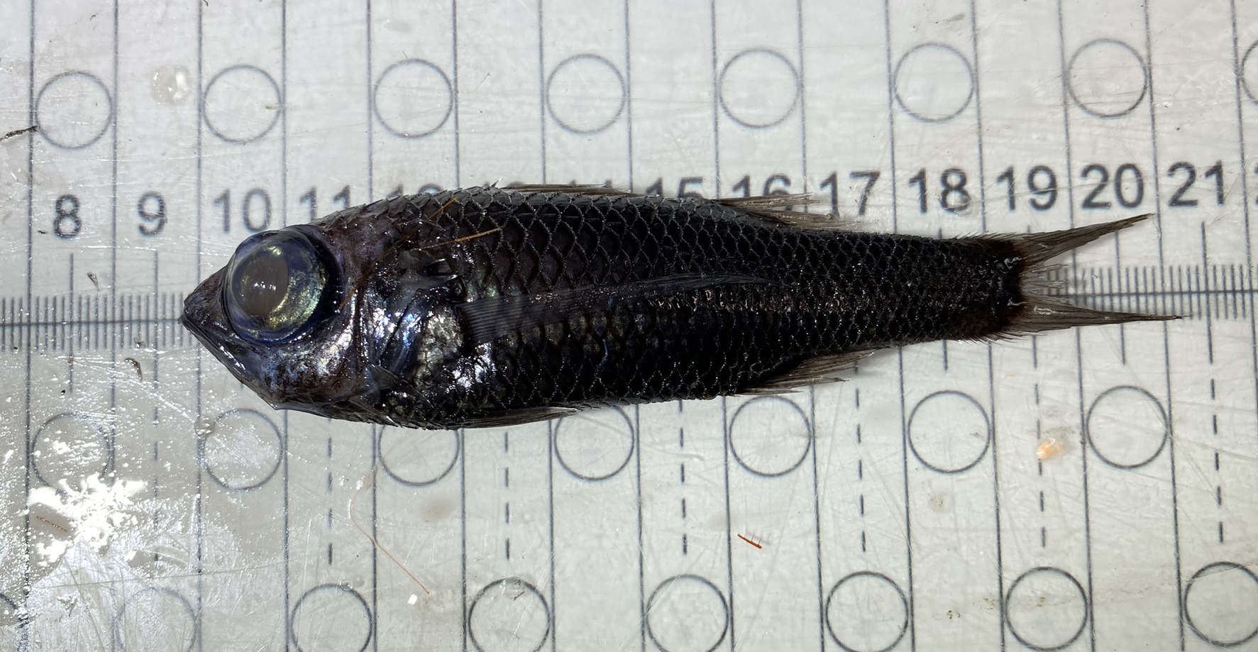 Howella atlantica (Howella atlantica) |commons:File:Howella atlantica.jpg