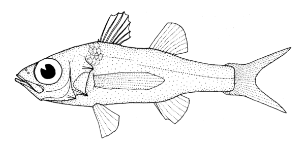 Howella brodiei (Howella brodiei) |commons:File:Howella brodiei (Pelagic basslet).gif