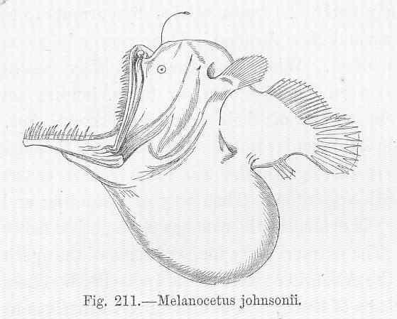 Humpback Anglerfish (Melanocetus johnsonii) |commons:File:FMIB 47111 Melanocetus johnsonii.jpeg