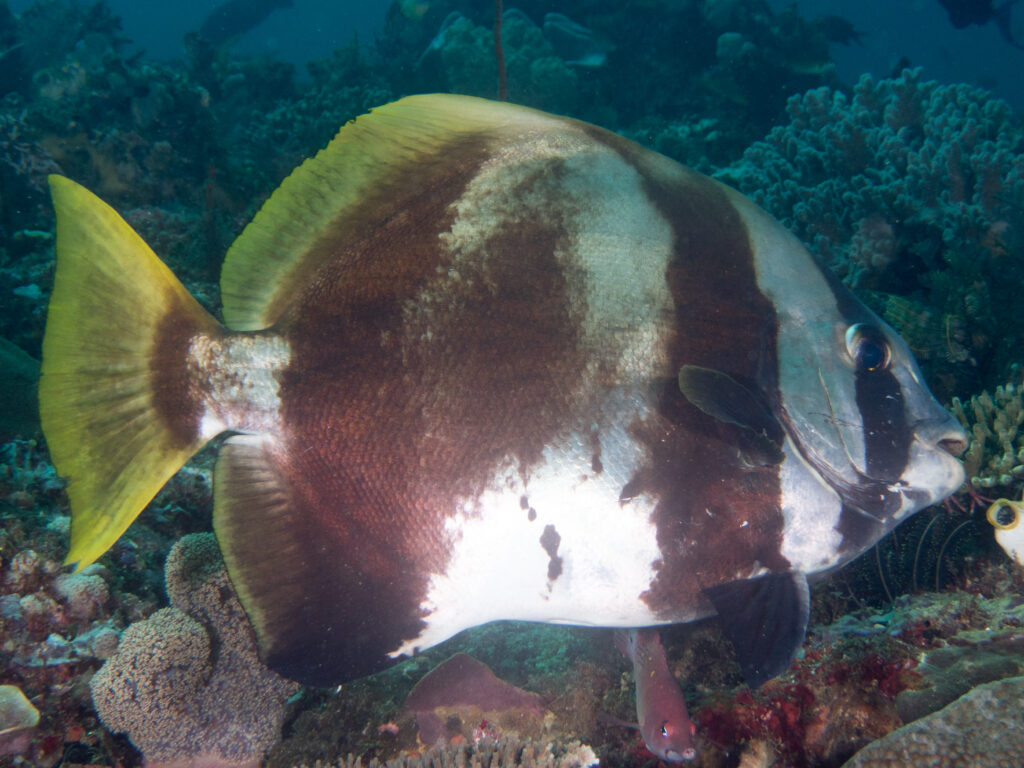 Humpback Batfish (Platax batavianus) |commons:File:Batavia spadefish (Platax batavianus).jpg