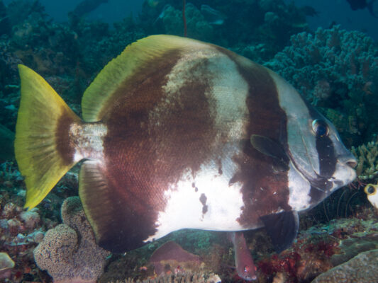 Humpback Batfish (Platax batavianus) |commons:File:Batavia spadefish (Platax batavianus).jpg