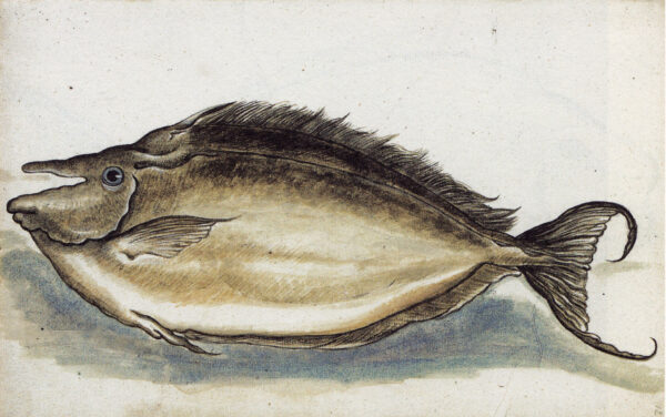 Humpback Unicornfish (Naso brachycentron) |commons:File:Gelderland1601-1603 Naso brachycentron.jpg