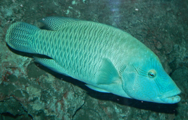 Humphead Wrasse (Cheilinus undulatus) |commons:File:Cheilinus undulatus 1.jpg