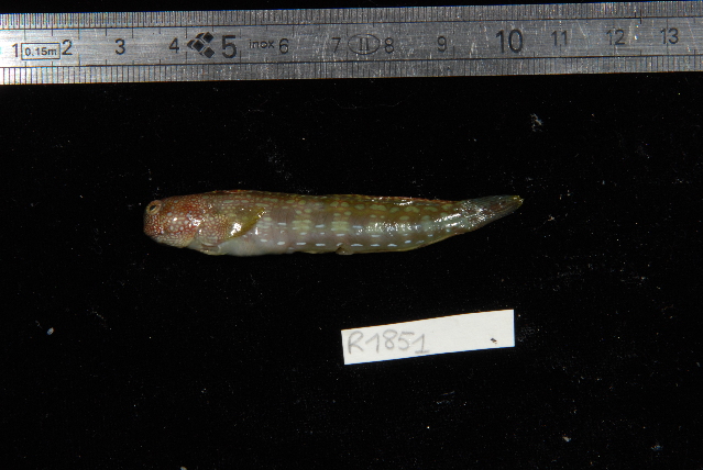 Humpheaded Blenny (Blenniella gibbifrons) |commons:File:Blenniella gibbifrons.jpg