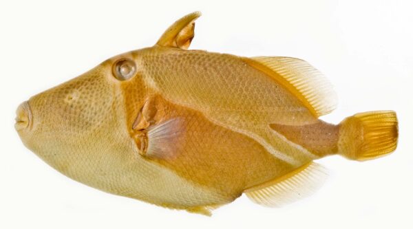 Humuhumu Triggerfish (Rhinecanthus rectangulus) |commons:File:Rhinecanthus rectangulus SI.jpg