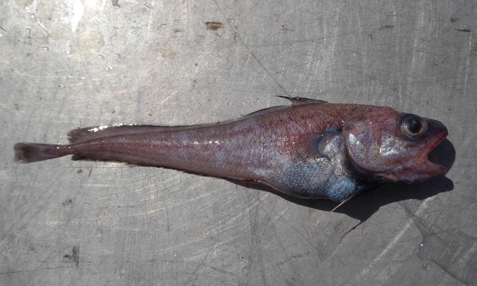 Hundred-fathom Codling (Physiculus rastrelliger) |commons:File:Physiculus rastrelliger.jpg