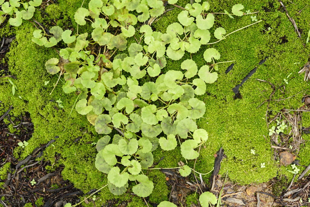 Hydrocotyle Asiatica (Hydrocotyle asiatica) |commons:File:Hydrocotyle asiatica 6130.jpg