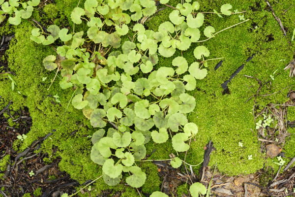 Hydrocotyle Asiatica (Hydrocotyle asiatica) |commons:File:Hydrocotyle asiatica 6130.jpg