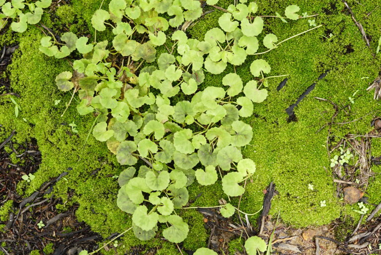 Hydrocotyle Asiatica (Hydrocotyle asiatica) |commons:File:Hydrocotyle asiatica 6130.jpg
