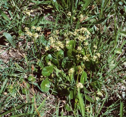 Hydrocotyle Bonariensis (Hydrocotyle bonariensis) |commons:File:Hydrocotyle bonariensis.jpg