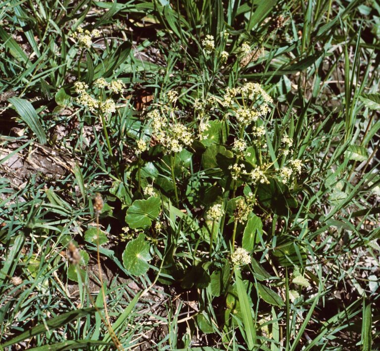 Hydrocotyle Bonariensis (Hydrocotyle bonariensis) |commons:File:Hydrocotyle bonariensis.jpg