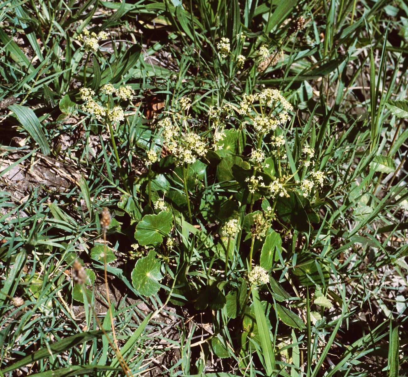 Hydrocotyle Bonariensis (Hydrocotyle bonariensis) |commons:File:Hydrocotyle bonariensis.jpg