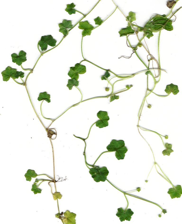 Hydrocotyle Bowlesioides (Hydrocotyle bowlesioides) |commons:File:Starr 010424-9001 Hydrocotyle bowlesioides.jpg