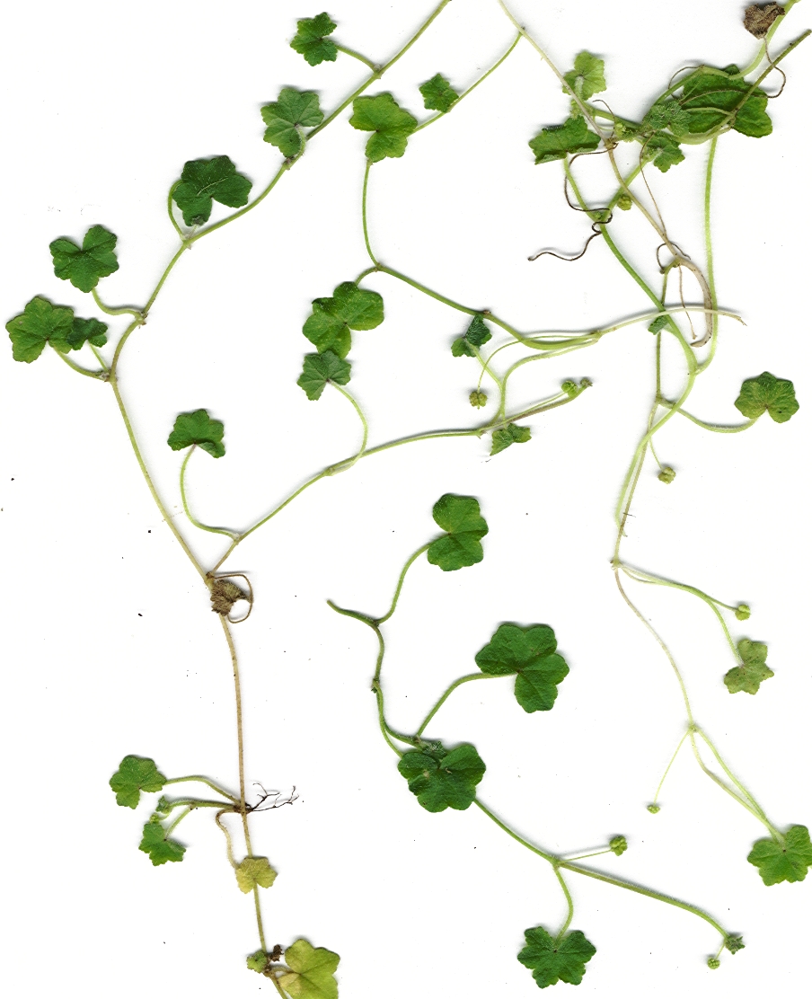 Hydrocotyle Bowlesioides (Hydrocotyle bowlesioides) |commons:File:Starr 010424-9001 Hydrocotyle bowlesioides.jpg