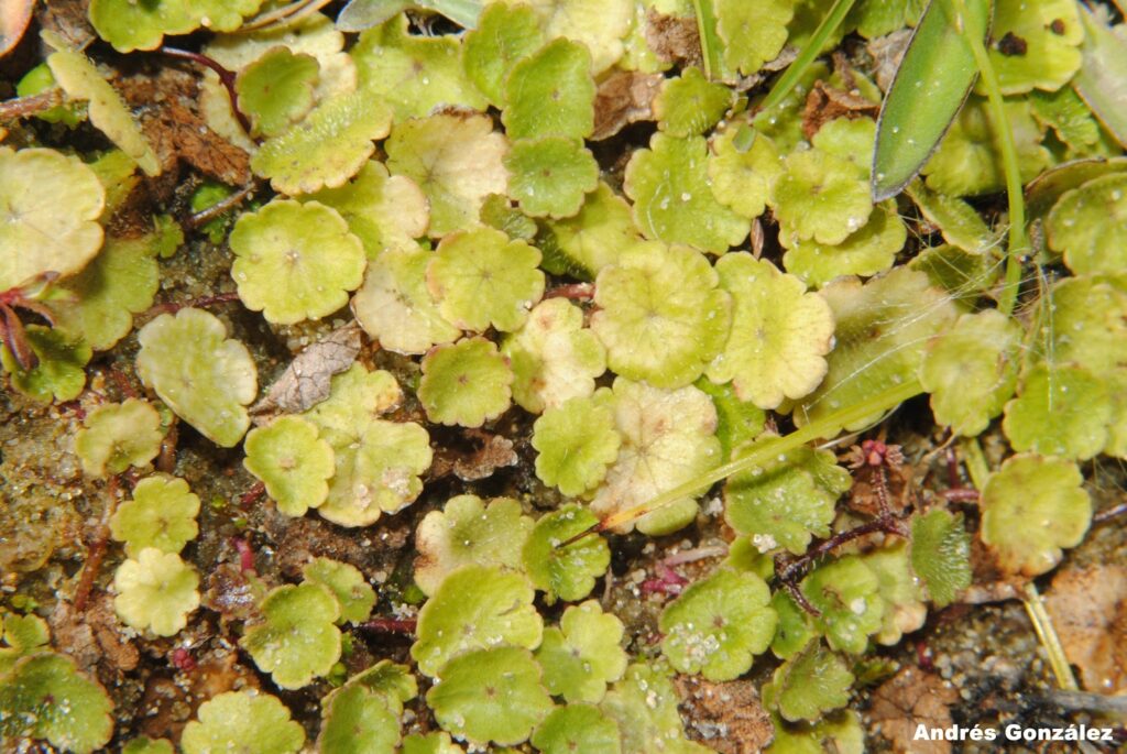 Hydrocotyle Pusilla (Hydrocotyle pusilla) |commons:File:Hydrocotyle pusilla.jpg