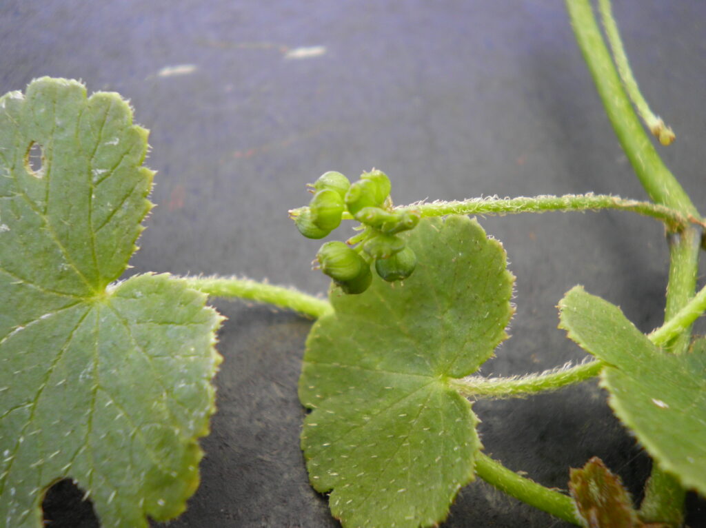 Hydrocotyle Robusta (Hydrocotyle robusta) |commons:File:Hydrocotyle novae-zeelandiae robusta agg. (AM AK338303-1).jpg