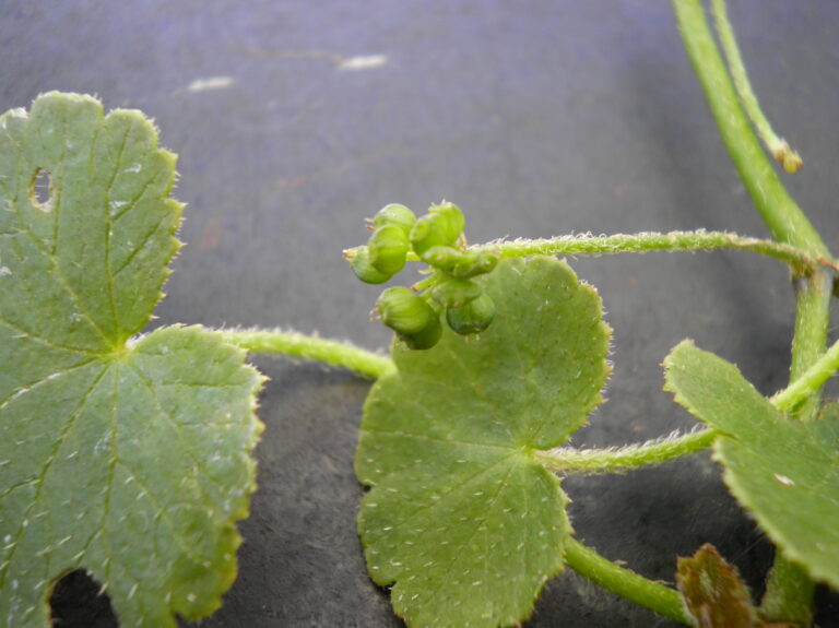 Hydrocotyle Robusta (Hydrocotyle robusta) |commons:File:Hydrocotyle novae-zeelandiae robusta agg. (AM AK338303-1).jpg