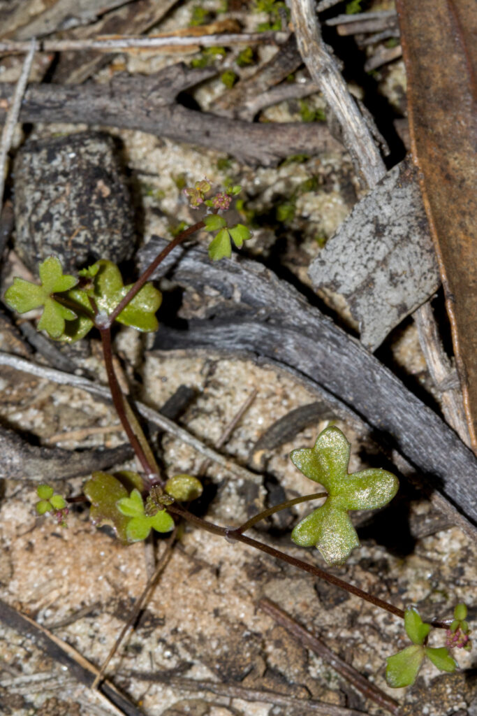 Hydrocotyle Rugulosa (Hydrocotyle rugulosa) |commons:File:Hydrocotyle rugulosa.jpg