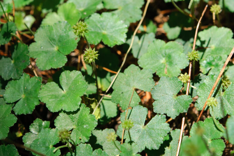 Hydrocotyle Setulosa (Hydrocotyle setulosa) |commons:File:Hydrocotyle setulosa.jpg