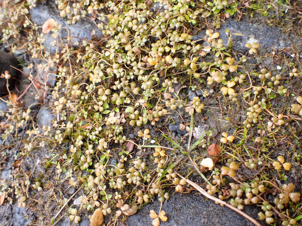 Hydrocotyle Sulcata (Hydrocotyle sulcata) |commons:File:Hydrocotyle sulcata - Richard Littauer - 465663291.jpeg