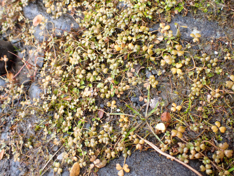 Hydrocotyle Sulcata (Hydrocotyle sulcata) |commons:File:Hydrocotyle sulcata - Richard Littauer - 465663291.jpeg