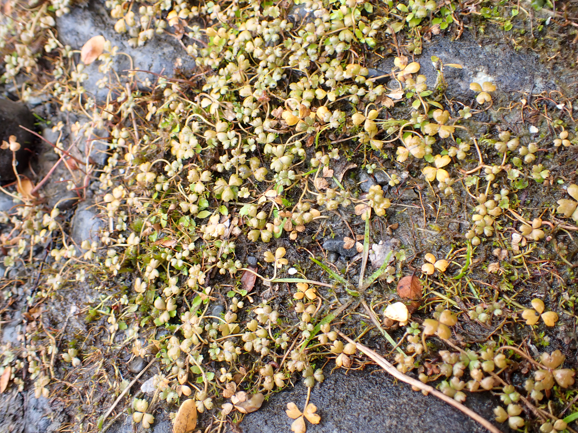 Hydrocotyle Sulcata (Hydrocotyle sulcata) |commons:File:Hydrocotyle sulcata - Richard Littauer - 465663291.jpeg