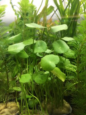 Hydrocotyle Umbellata (Hydrocotyle umbellata) |commons:File:Dollarweed Hydrocotyle umbellata.jpg