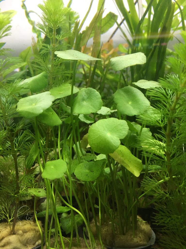 Hydrocotyle Umbellata (Hydrocotyle umbellata) |commons:File:Dollarweed Hydrocotyle umbellata.jpg