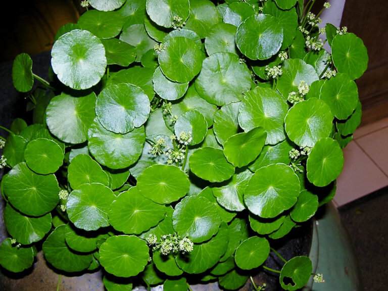 Hydrocotyle Verticillata (Hydrocotyle verticillata) |commons:File:Araliaceae Hydrocotyle verticillata 1.jpg