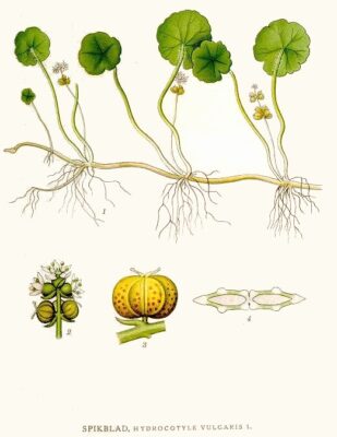 Hydrocotyle Vulgaris (Hydrocotyle vulgaris) |commons:File:268 Hydrocotyle vulgaris.jpg