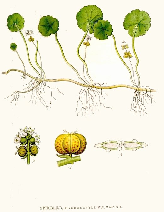 Hydrocotyle Vulgaris (Hydrocotyle vulgaris) |commons:File:268 Hydrocotyle vulgaris.jpg