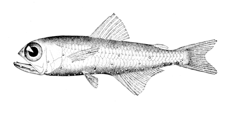 Hygophum hygomii (Hygophum hygomii) |commons:File:Hygophum hygomii.jpg