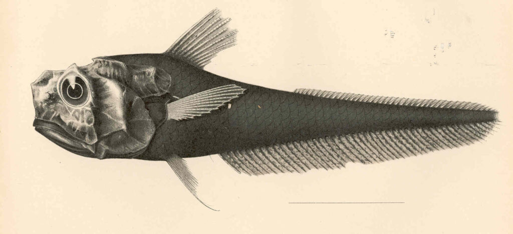 Hymenocephalus aterrimus (Hymenocephalus aterrimus) |commons:File:FMIB 42733 Hymenocephalus aterrimus Gilbert Type.jpeg