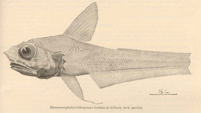Hymenocephalus lethonemus (Hymenocephalus lethonemus) |commons:File:FMIB 41151 Hymenocephalus lethonemus Jordan & Gilbert, new species.jpeg