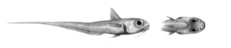 Hymenocephalus longiceps (Hymenocephalus longiceps) |commons:File:Hymenocephalus longibarbis.jpg