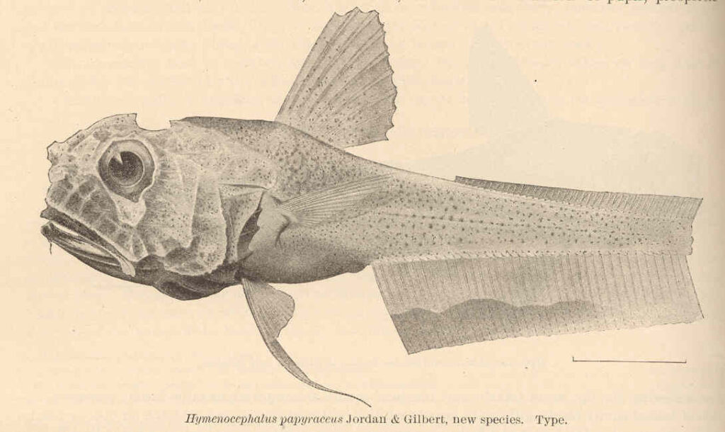 Hymenocephalus papyraceus (Hymenocephalus papyraceus) |commons:File:FMIB 41150 Hymenocephalus papyracceus Jordan & Gilbert, new species Type.jpeg