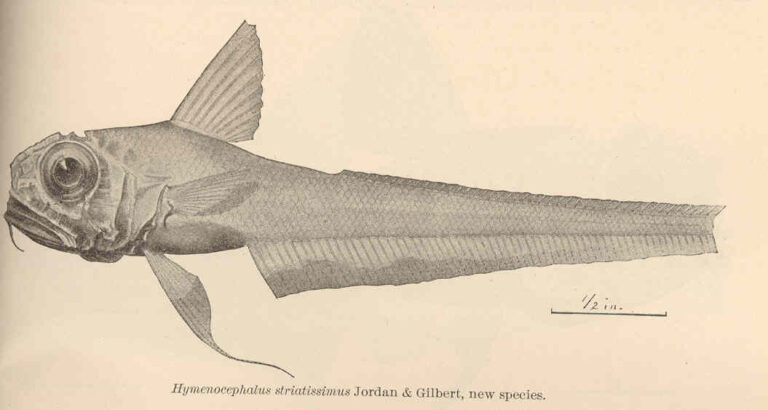 Hymenocephalus striatissimus (Hymenocephalus striatissimus) |commons:File:FMIB 41149 Hymenocephalus striatissimus Jordan & Gilbert, new species.jpeg