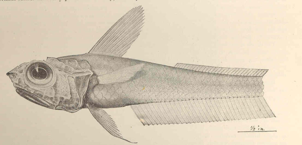 Hymenocephalus striatulus (Hymenocephalus striatulus) |commons:File:FMIB 42732 Hymenocephalus striatulus Gilbert, new species Type.jpeg