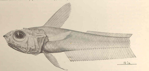Hymenocephalus striatulus (Hymenocephalus striatulus) |commons:File:FMIB 42732 Hymenocephalus striatulus Gilbert, new species Type.jpeg