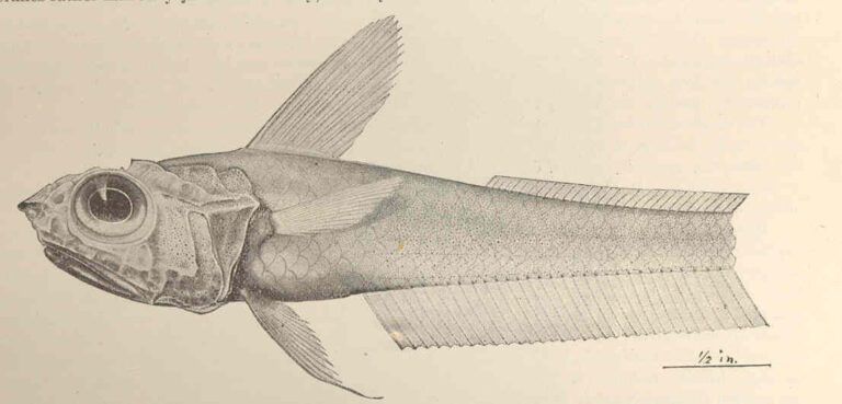 Hymenocephalus striatulus (Hymenocephalus striatulus) |commons:File:FMIB 42732 Hymenocephalus striatulus Gilbert, new species Type.jpeg